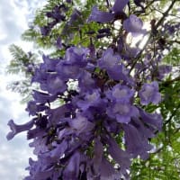 『キリモドキ』の開花の季節です。