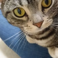 ひざのり