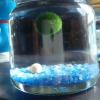 ちびまりもん 浮いてます Gooブログはじめました
