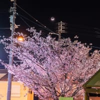 八千代橋の蜂須賀桜