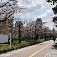 桜の開花状況と休館日のお知らせ