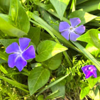 蜂の塊？は跡形もない。