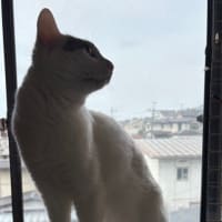 🙀なんでテレビを消すかな。。