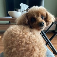 愛犬♡