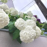毎月15日はジュゴンの日