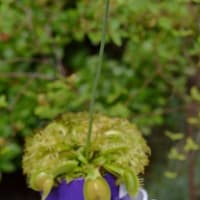 鉢植えの食虫植物（２）ハエトリソウ