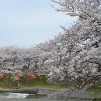 花見　『桜』