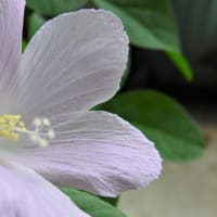ハイビスカス　ロバツス　　　　精霊の守り花　　　　　　千葉県市川浦安アスファルト脇植物園・自宅
