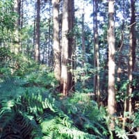 武衛原館と藤丸館 遠江　改変を受けながらも土塁と堀切が残された貴重な城館遺構