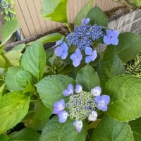 これにて閉店、アメバブログに移転します