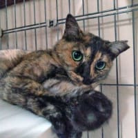 7月3日（木）猫も人間も歯が命