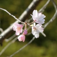 さっそく桜を楽しんできました　～小石川後楽園～