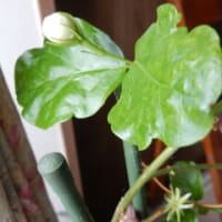 十数年ぶりのこの花は？（教えてください）