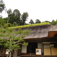 江南所無は仁徳天皇時代から存在した　水戸の浪速の梅と烈公梅の関係など