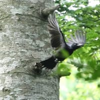 こんなところで、クマゲラ子育手日記　④