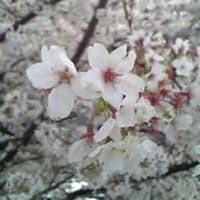 桜（タケ）