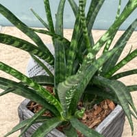 観葉植物　サンセベリア