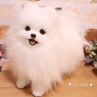 お久しぶりです