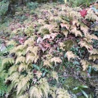 紅葉狩りに行きました