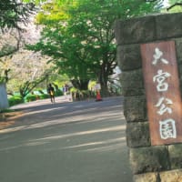 終了間際の桜と芝桜のコラボ