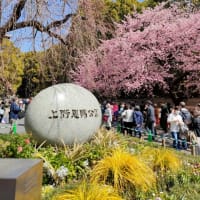 上野の早咲き桜は満開