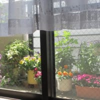 4月のパープルなベランダ /2025