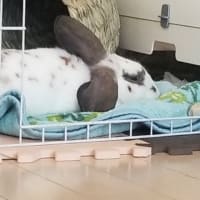 引っ越しの時しか見られない…