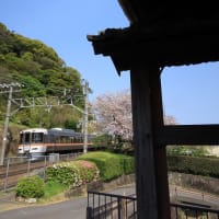 清水区興津　清見寺の桜と列車　その１（２０２４年４月）