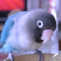 お引っ越し。