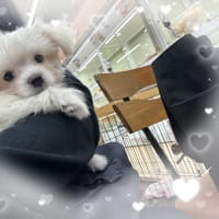 家族になりました