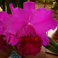 Rlc. Mark Zeug‘Yumi’