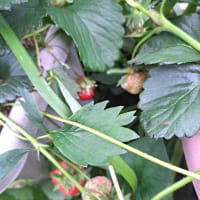 ゴールデン草取りウィーク・キーウイ、ブルーベリーの花・イチゴ・リンゴ・癒しの庭