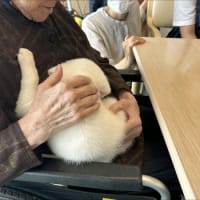 犬と小学生とお年寄り