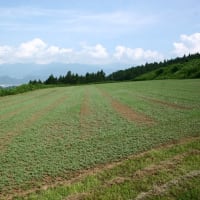 タチアオイと合歓の季節