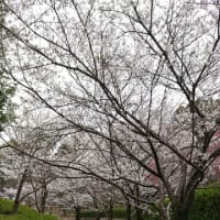 桜3種類