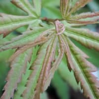 水無月十七日。ハート型の紅葉の葉芽に