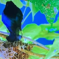🌏👑安田記念ＧI  ヘッドラインより暴く！No.２