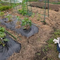6月8日　ばあちゃんの形見の華厳の滝の種で作った苗を植えに