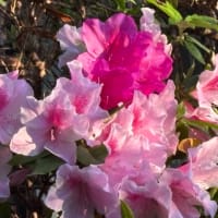 花の季節は短くて