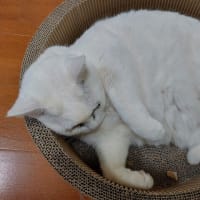 丸い白猫は温かさに味をしめたらしい