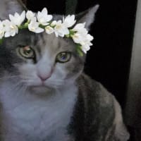 今日の１枚を投稿しよう