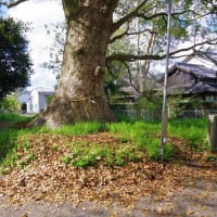 愛媛県西条市、周布字鈴ノ本「周敷神社のクスノキ３本」です！！