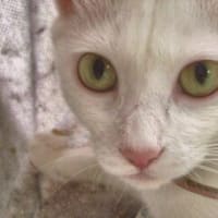 白猫ビビちゃん！3歳になりました