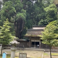 若狭姫神社の千年杉