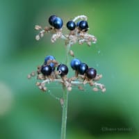 カラスウリにウリハムシ　クサギ　ヤブミョウガ