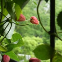 5月のバラとクレマチス③毎年同じではない！