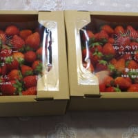 イチゴ２品種４ｋｇでジャムを作る