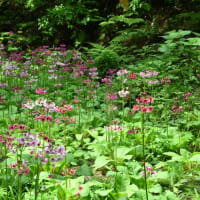 くりん草園
