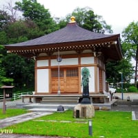 武蔵観音四十八霊場の「鶏足山養運寺」のアジサイとショウブ！！