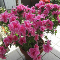 我が家の花で～す